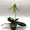 paphiopedilum maudiae green